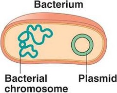 <p>circular DNA found in bacteria</p>