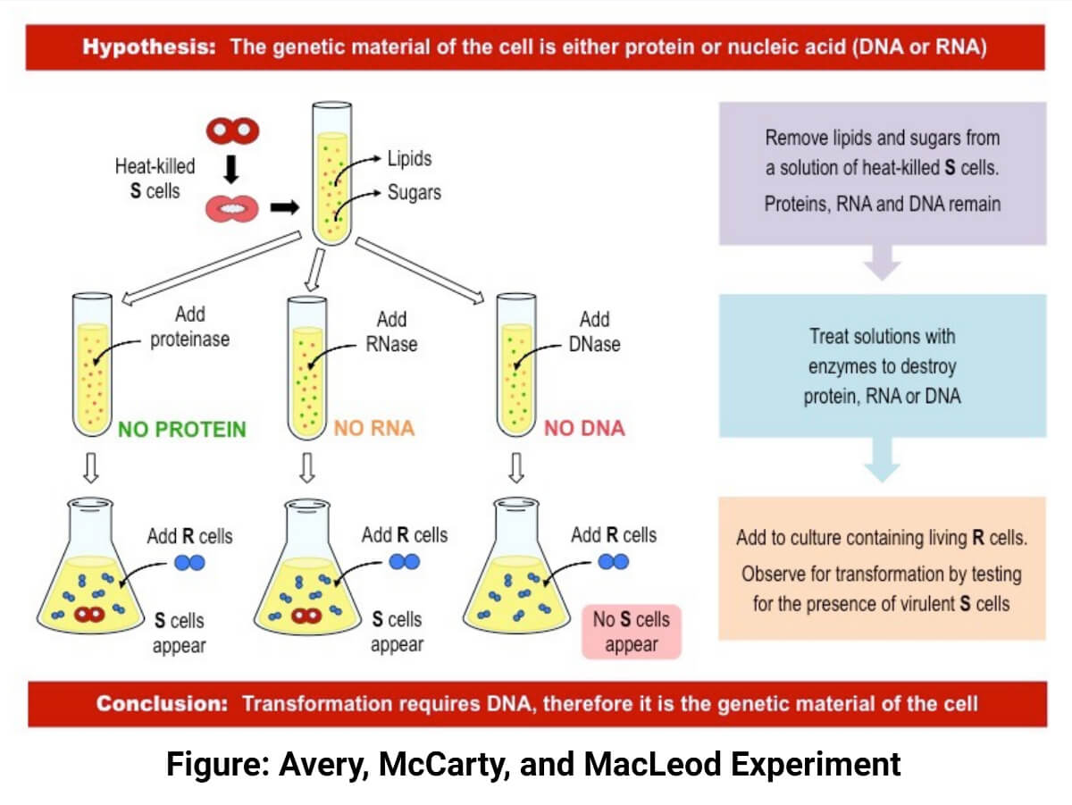 <p>He identified DNA as the 'transformer' - the molecule that contains genetic information.</p>