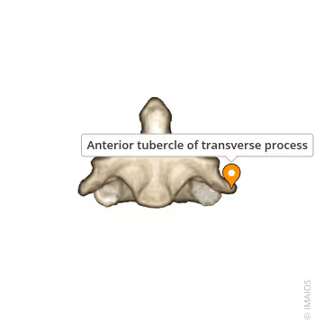 <p>What Sturcture within C1?</p>