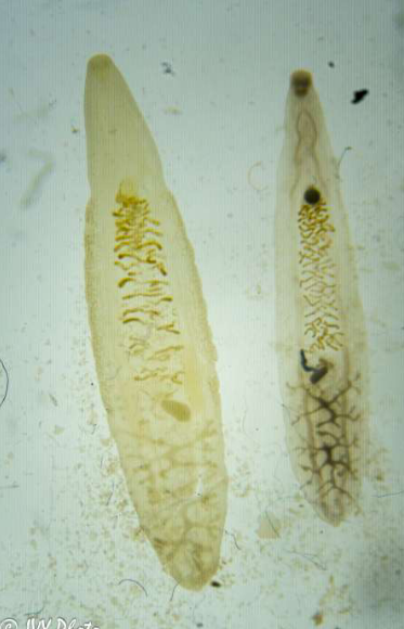 <p>Identify the Phylum &amp; name</p>