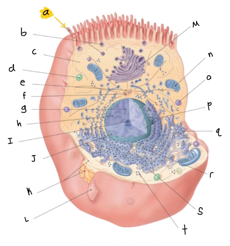 <p>a.</p>