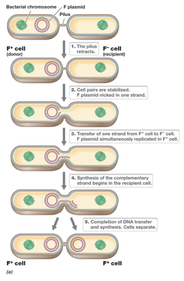 <ul><li><p>Mechanism by which conjugative plasmids are transferred during bacterial conjugation, and is induced by mating pair formation through activation of the tra operon</p></li><li><p>The process begins when one strand of the plasmid DNA is nicked at the oriT, the nicked strand is then progressively displaced (“rolled off”) as DNA polymerase simultaneously synthesizes a complementary strand in the donor cell to replace it</p></li><li><p>The displaced ssDNA is transferred into the recipient cell through the conjugation machinery where it circularizes, and a complementary strand is synthesized</p></li><li><p>The recipient cell is converted into a donor (F<sup>+</sup>)</p></li></ul><p></p>