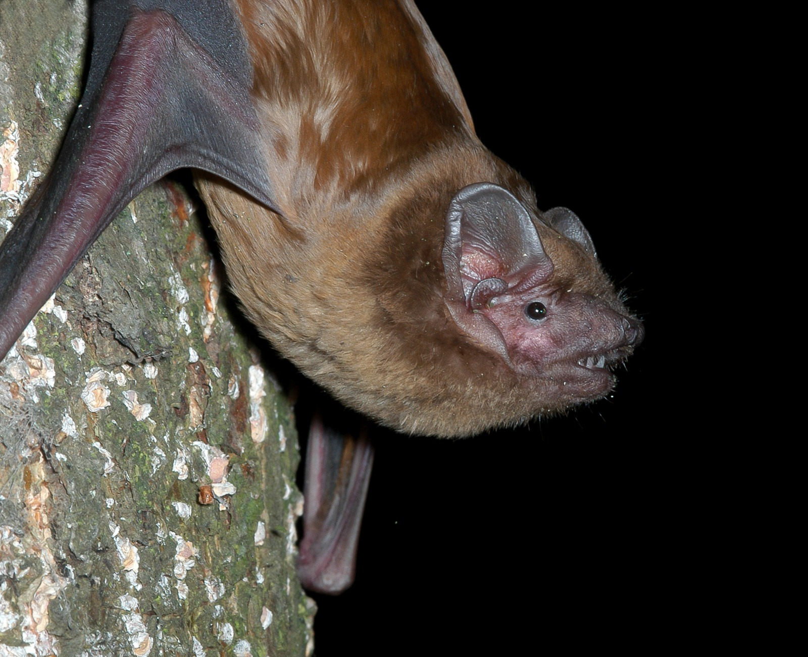 <p><span>Kroppslängd&nbsp;60–89</span></p><p><span>underarm&nbsp;47–58 mm</span></p><p><span>vingspann&nbsp;320–450 mm</span></p><p></p><p><span>Vanlig art</span></p>