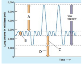<p><span style="line-height: 17.375px;">Which letter correctly identifies expiratory reserve volume?&nbsp;</span></p>