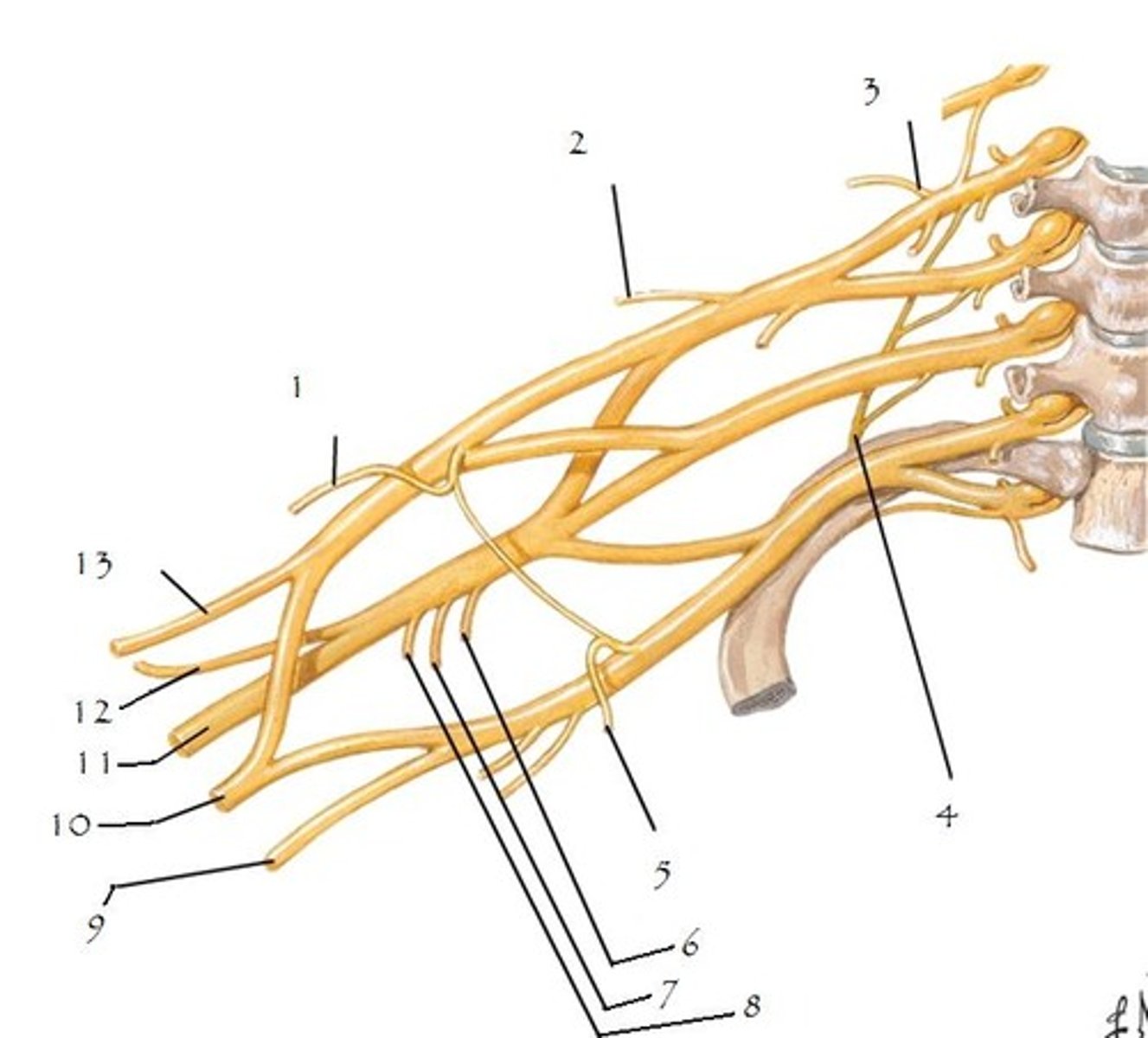 <p>axillary nerve</p>