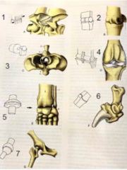 <p>What kind of joint is #3?</p>
