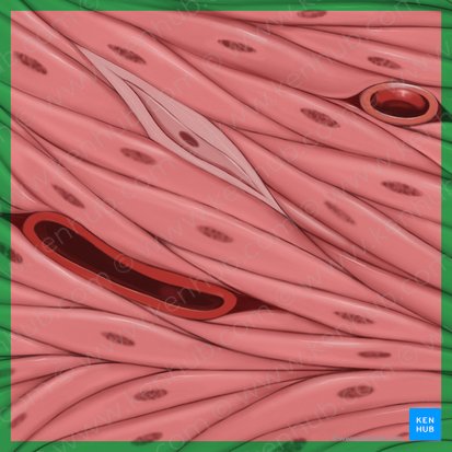 <p>Muscle tissue that produces involuntary movement of internal organs.</p>