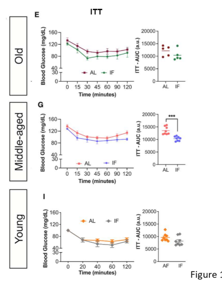 <p>in old mice subjected to LT IF, insulin tolerance did not differ; in middle-aged mice, LT OF improved insulin tolerance; ITTs of young mice did not differ bw the LT IF and control groups</p>