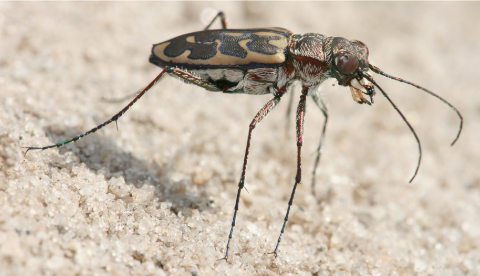 <p>What is the name of this bug?</p>