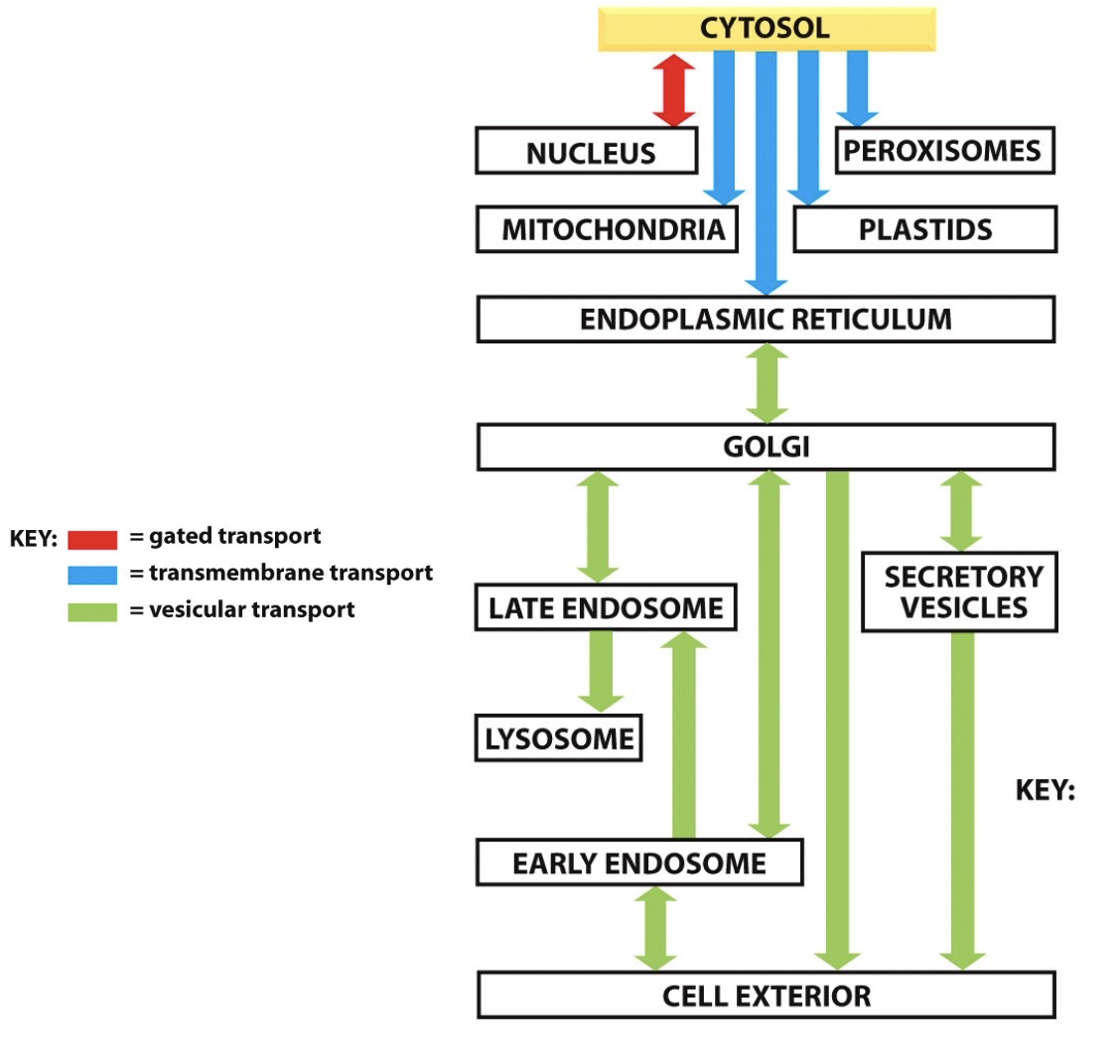 <p>general = cytosol→ER→golgi→vesicle→exterior</p>