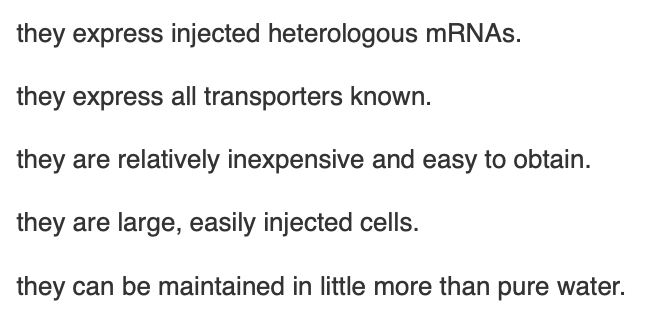 <p><span>Frog oocytes are a useful experimental system for studying transporters, because frog oocytes possess all of the following characteristics </span><em>except</em></p>