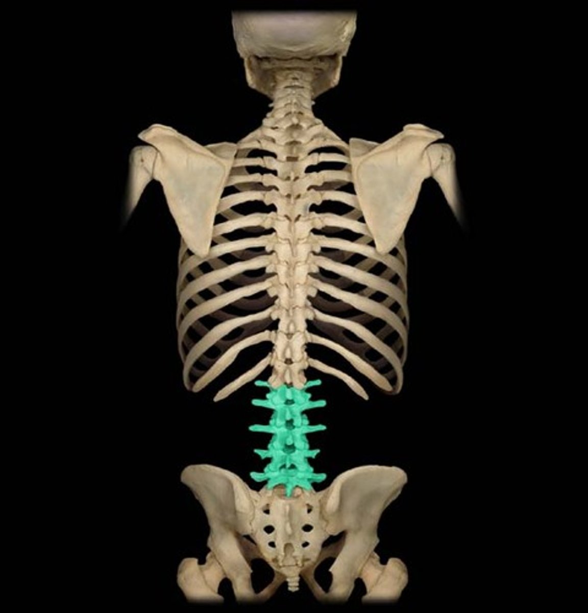 <p>back region of the spine (L1 - L5). Characterized by short, blunt spinous process and large body.</p>
