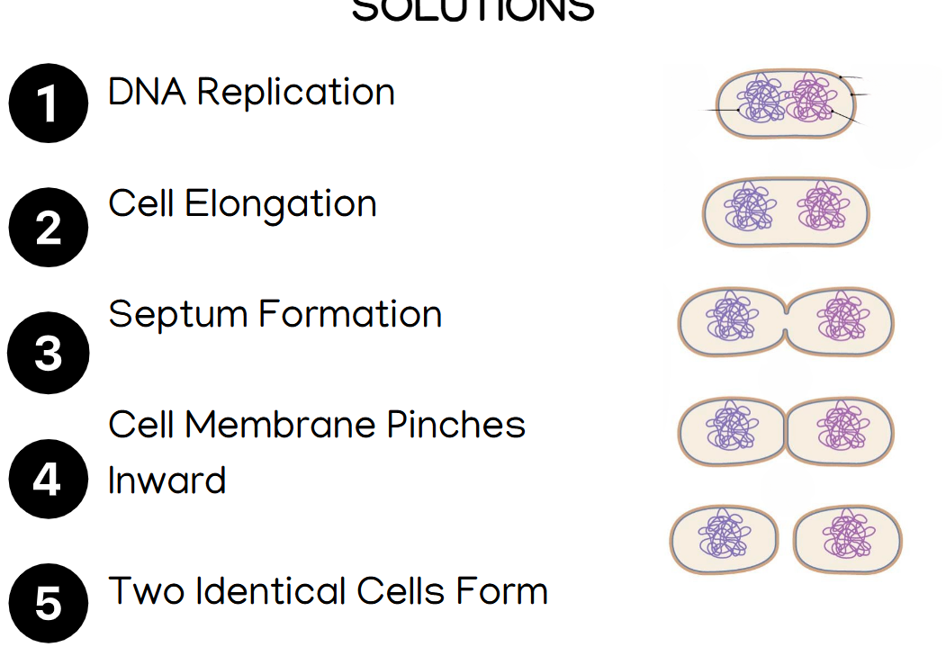 <p>Steps of Binary Fission</p>