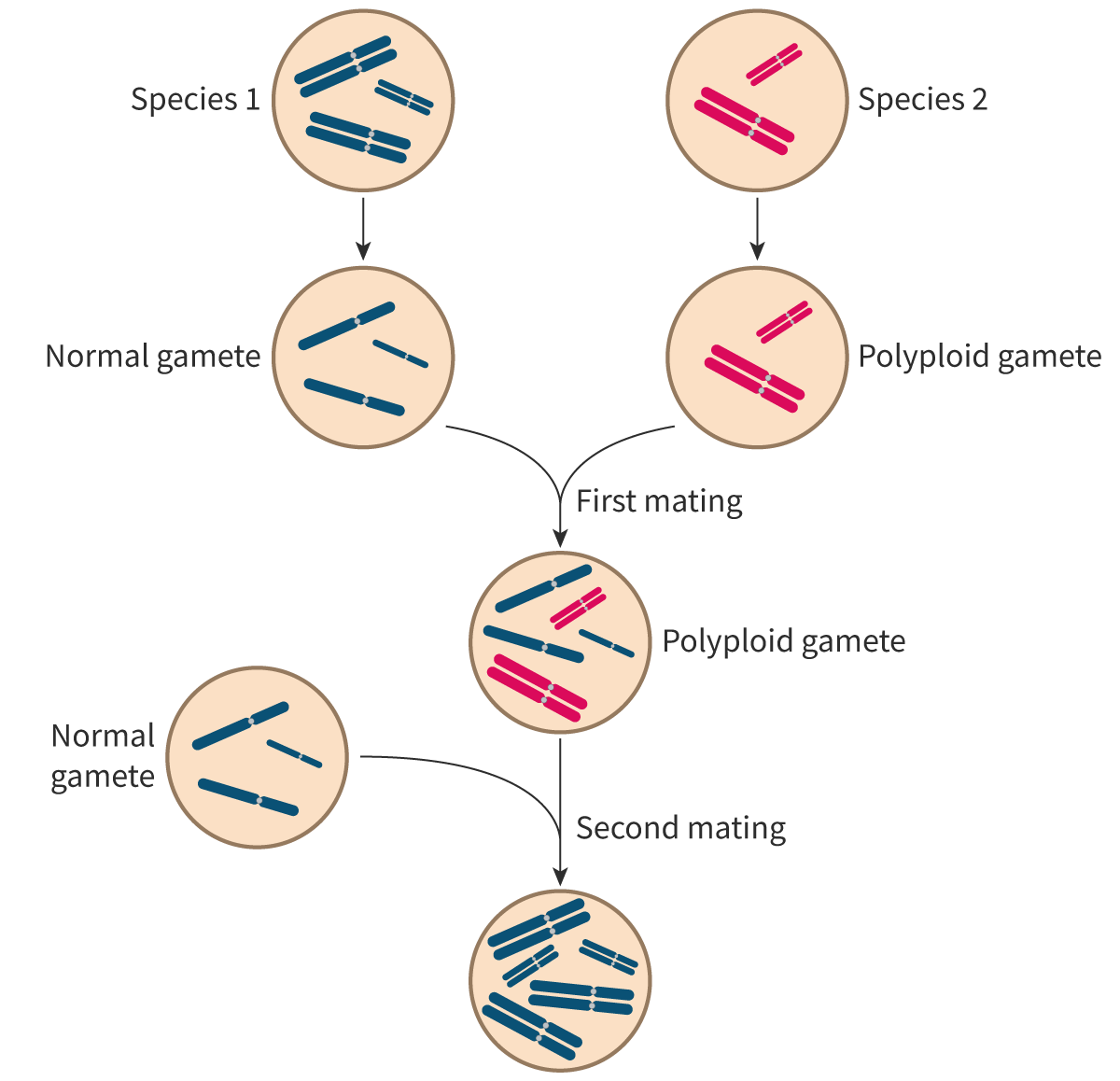 <p>normal species and polyploid gamete fuse, create infertile species, but when fused with a normal gemete, results in an allopolyloid</p>