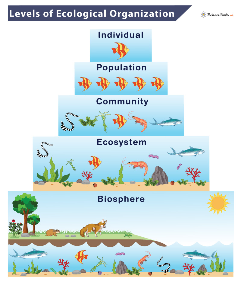 <p>cells, organisms, populations, communities, ecosystem </p>