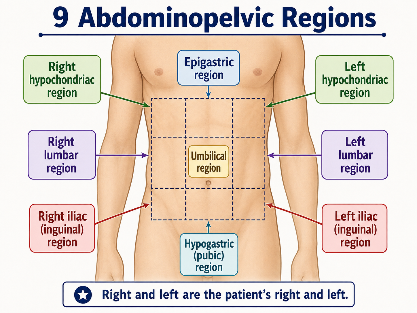 <p>Right hypochondriac, Epigastric, Left hypochondriac / Right lumbar, Umbilical, Left lumbar / Right iliac, Hypogastric, Left iliac.</p>