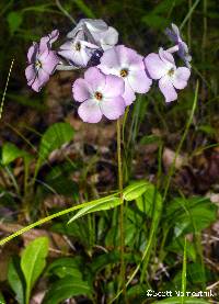 <p>polemoniaceae</p><p>-plant type</p><p>-leaf type</p>