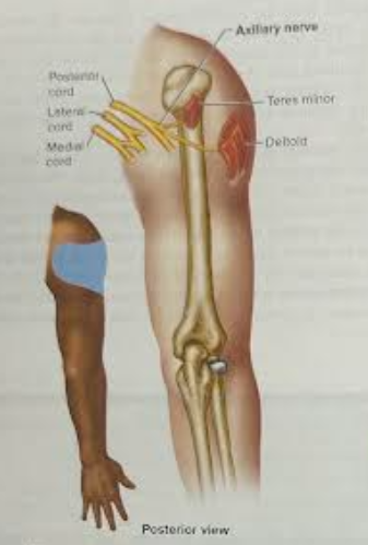 <p>major nerve of the brachial plexus that innervates the upper shoulder</p>