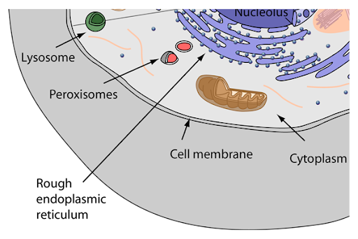 <p>Peroxisomes</p>