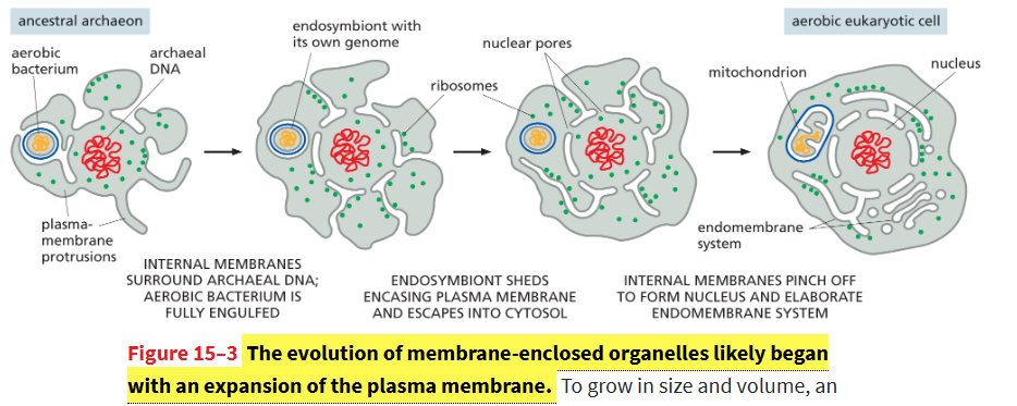 <p>From membrane invaginations surrounding DNA that pinched off</p>
