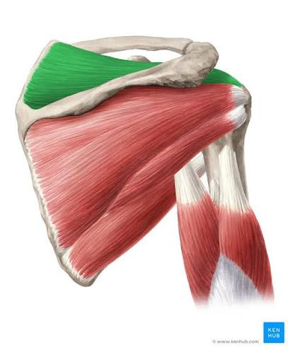 <p>What is the muscle highlighted in green</p>