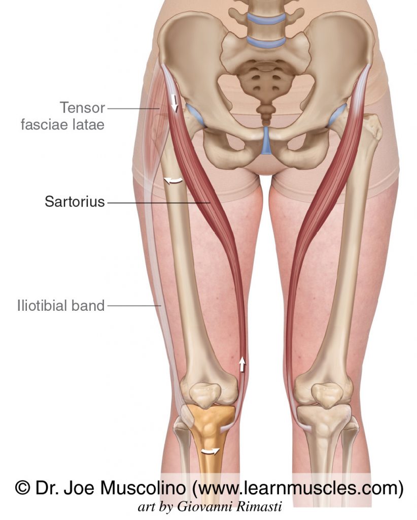 <p>Sartorius</p>
