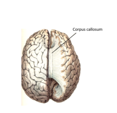 <p>connects L/R cerebral hemispheres and is their main mode of communication </p><p>last resort tx for seizures is to sever corp[us callosum</p>