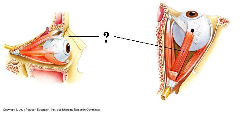 <p>Identify the indicated structure</p>