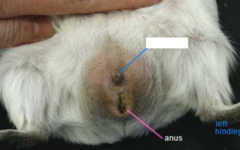 <p>Identify the sex of this guinea pig</p>