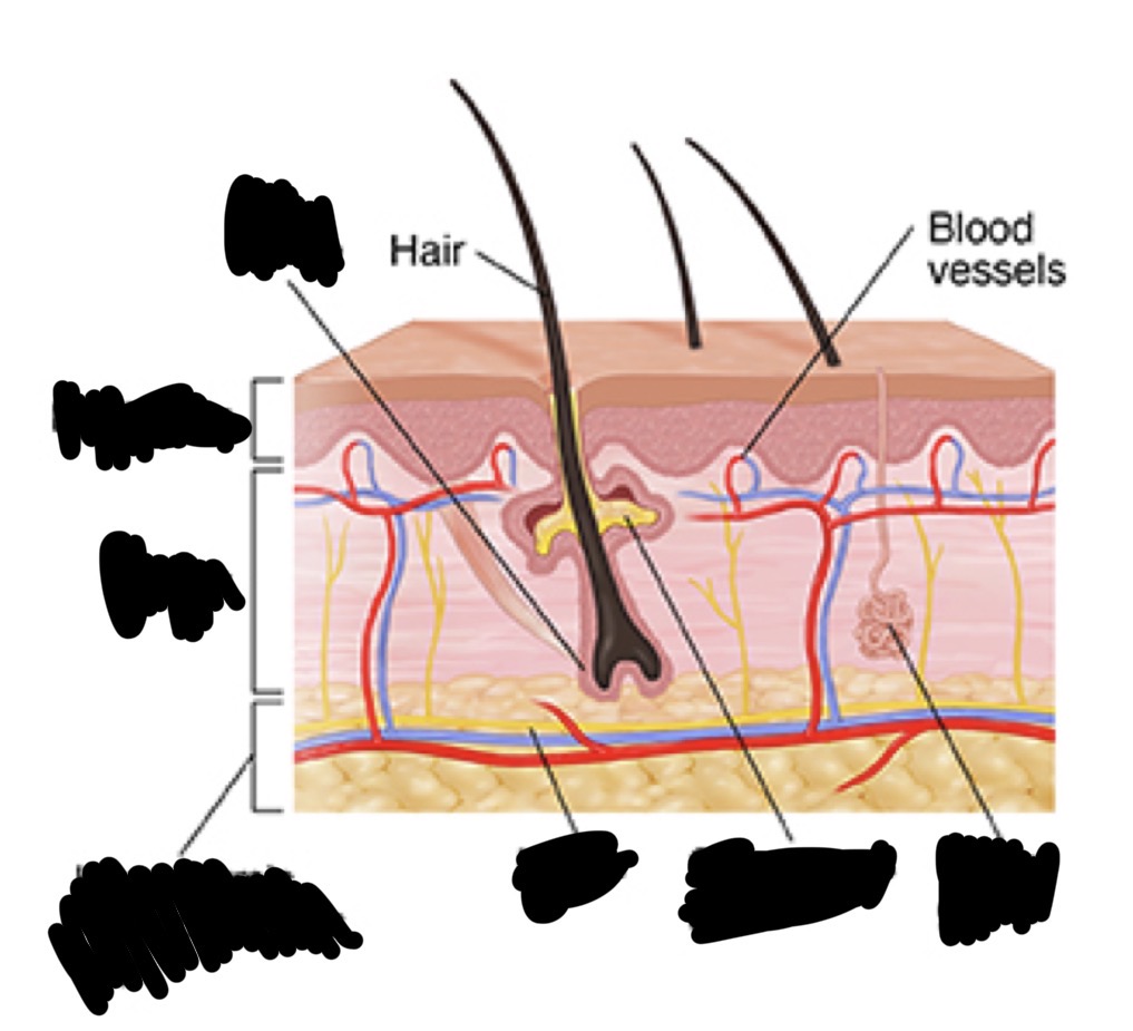 <p>Name the covered then describe characteristics of them</p>