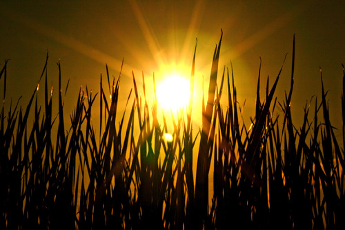 <p>to shine, parıldamaq</p>