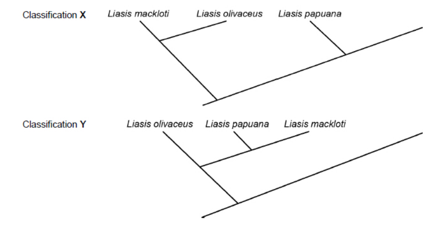 <p>The diagram shows two different ways of classifying the same three species of snake.</p><p>• Classification X is based on the frequency of observable characteristics</p><p>• Classification Y is based on other comparisons of genetic characteristics.</p><p>All three species of snake belong to the Python family.</p><p>What do these classifications suggest about the evolutionary relationships between these species of snake? (2) </p>