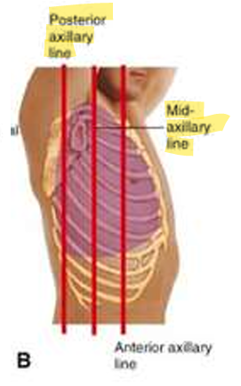<ul><li><p>Posterior axillary line</p></li><li><p>Mid-axillary line</p></li></ul><p></p>