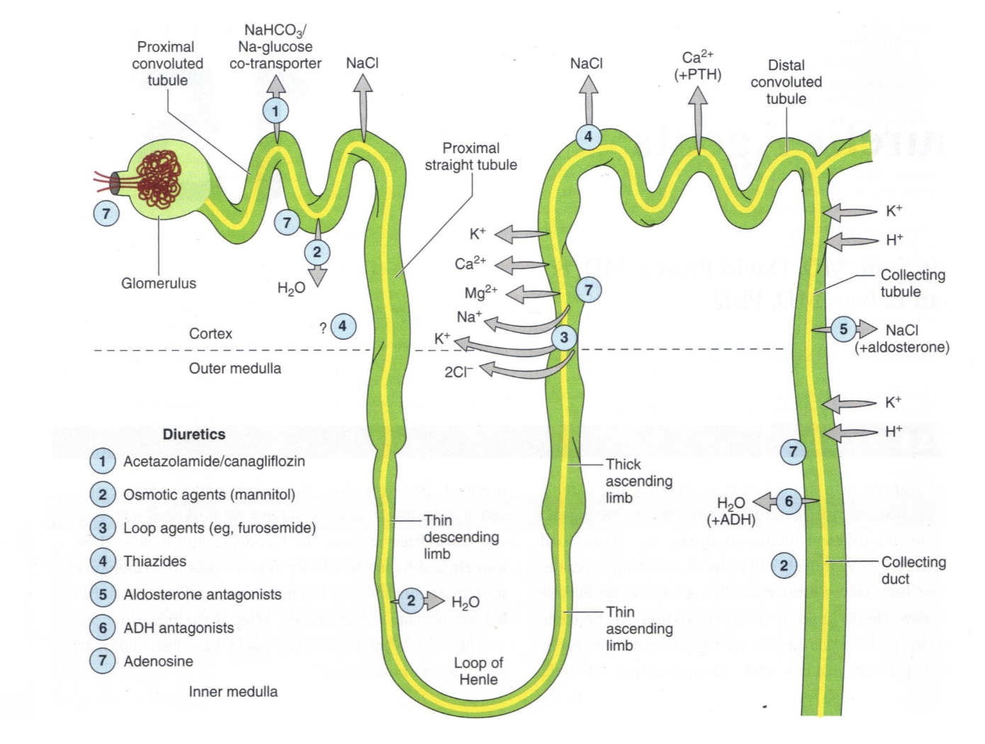 <p>diuretics lower BP by inhibiting sodium reabsorption, causing diuresis to reduce blood volume and venous pressure for reduction of cardiac output and blood pressure</p><ul><li><p>furosemide (loop agents) work on thick ascending limb</p></li><li><p>thiazides work on distal convoluted tubule</p><ul><li><p>initially reduces cardiac output by reducing ECF and plasma volume</p></li><li><p>chronic use will cause ECF volume return to baseline</p></li><li><p>at steady state, predominant effect is reduction of peripheral vascular resistance rather than reduced blood volume</p></li><li><p>may be combined with potassium-sparing drugs, since thiazides can waste potassium</p><ul><li><p>aldactazide = sprionolactone + hydrocholorothiazide</p></li><li><p>dyazide/maxzide = triamterene + hydrocholorothiazide </p></li><li><p>moduretic = amiloride + hydrocholorothiazide </p></li></ul></li></ul></li><li><p>aldosterone antagonists work on collecting duct </p></li></ul><p></p>