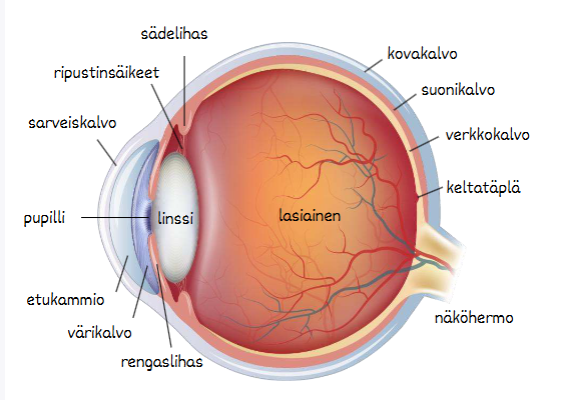 <ol><li><p><strong>Valo saapuu silmään</strong> → valo kulkee sarveiskalvon ja linssin läpi verkkokalvolle.</p></li><li><p><strong>Verkkokalvon tappisolut ja sauvasolut</strong> muuttavat valon sähköisiksi hermoimpulsseiksi.</p></li><li><p><strong>Näköhermo</strong> kuljettaa impulssit silmästä aivoihin.</p></li><li><p><strong>Aivojen näköalue (takaraivolohko)</strong> käsittelee signaalit ja muodostaa havainnon näkemästämme kohteesta.</p></li></ol><p><strong>Muistisääntö:</strong><br><strong>Valo → verkkokalvo → näköhermo → aivot → näköhavainto</strong></p>