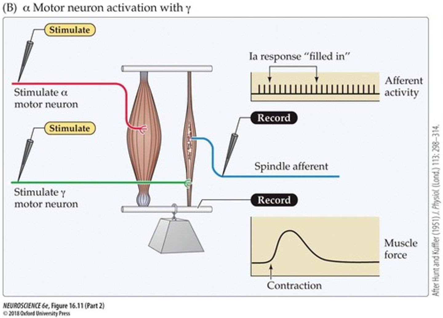 <p>Gamma motor neurons control the excitability of muscle spindles and regulate their sensitivity to stretch.</p>