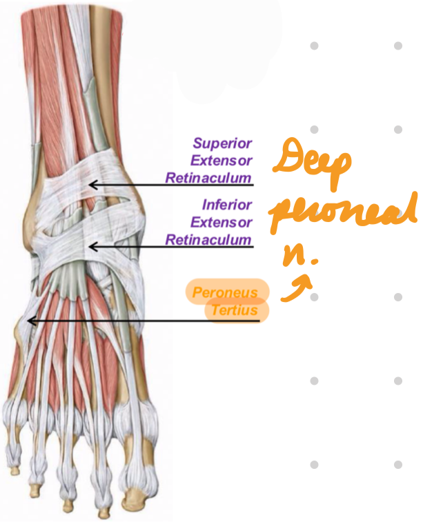 <p>Innervation: Deep peroneal n.</p><p>Action:</p><ul><li><p>Ankle dorsiflexion</p></li><li><p>Foot eversion</p></li></ul><p></p>