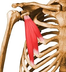 <p>Origin  Ribs</p><p>Insertion: Scapula</p><p>Action:  Move shoulder</p><p>(Anterior and lateral body wall)</p>