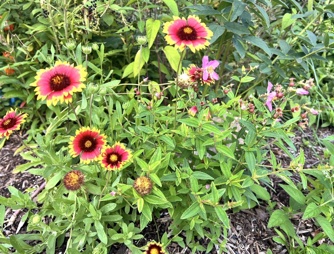 <ul><li><p>wildflower</p></li></ul><p></p>