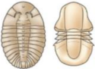 <p>Early maturity in unstable environments</p>