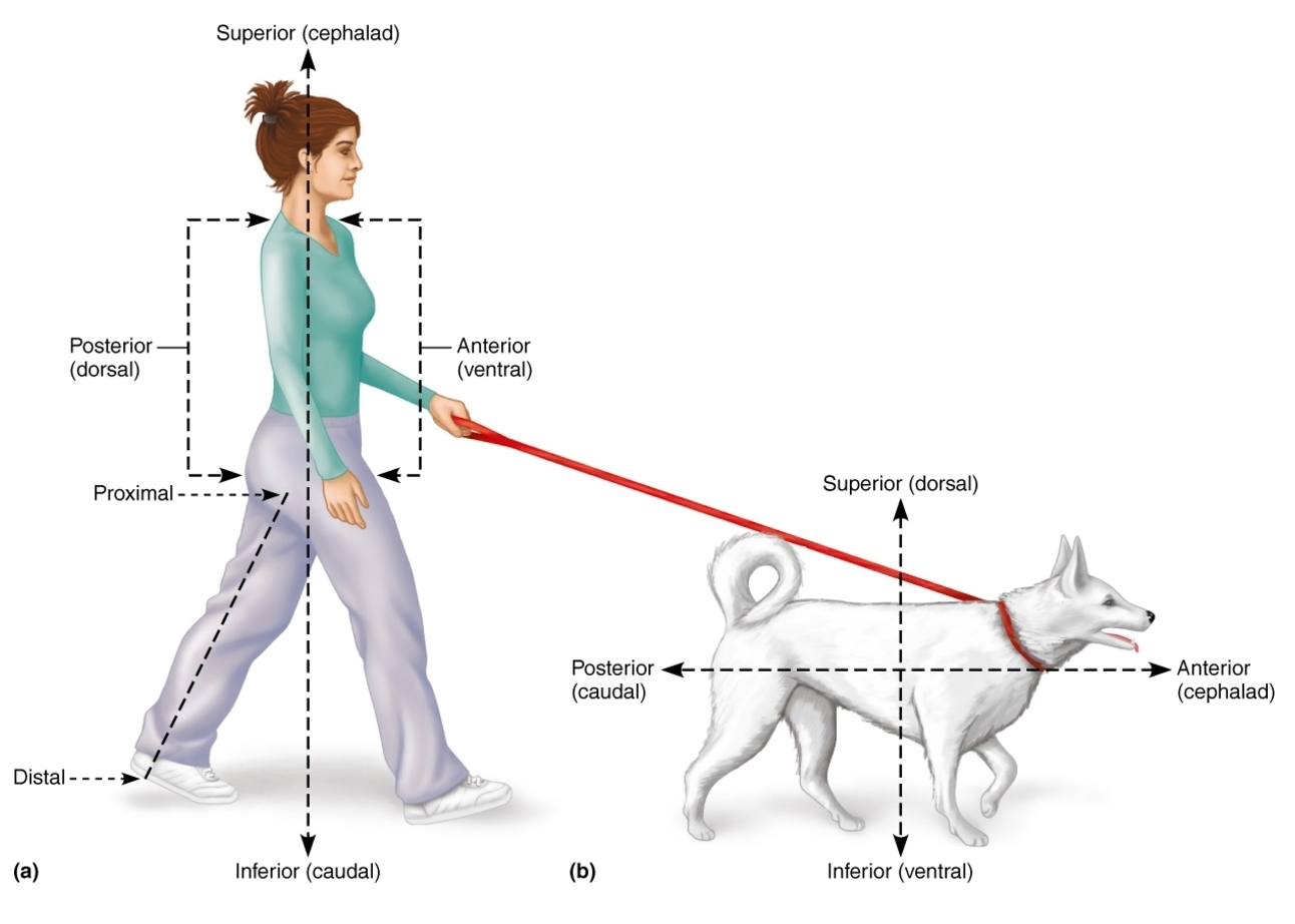 <p>posterior (dorsal)</p>