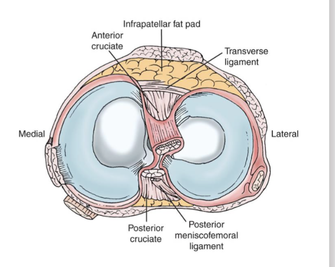 <p><span><br></span><span data-name="black_small_square" data-type="emoji">▪</span><span> Semicurcular fibrocartilagenous discs<br></span><span data-name="black_small_square" data-type="emoji">▪</span><span> Wedge shaped (thick peripherally, thin centrally). —> inside<br></span></p>