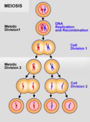 <p>- A type of cell division that results in four daughter cells each with half the number of chromosomes of the parent cel</p>