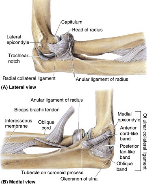 <p>Radial collateral ligament - from lateral epicondyle and inserts to annular ligament</p><p>Ulnar collateral ligament - from medial epicondyle and inserts to the coronoid and olecranon fossa</p><ul><li><p>Anterior band - strongest</p></li><li><p>Posterior band - weakest</p></li><li><p>Oblique band</p></li></ul><p></p>