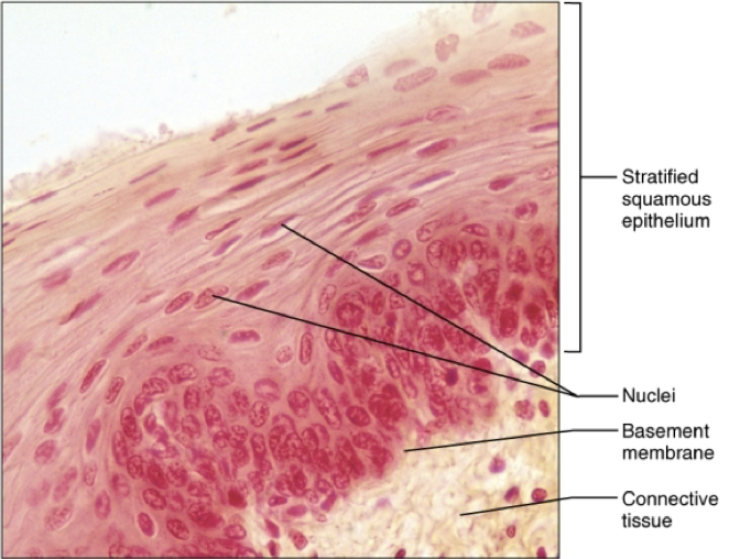 <ul><li><p>location: non-keratinized forms linings of esophagus, mouth and internal muscular canal connecting the body to the uterus. </p><ul><li><p>keratinized- epidermis on skin, dry membrane</p></li></ul></li><li><p>function: protects underlining tissues in areas subjected to abrasion</p></li></ul><p></p>