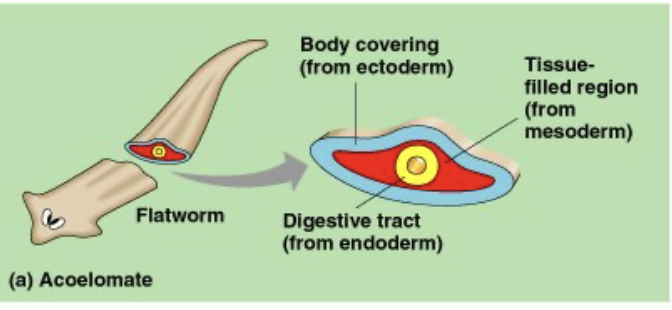 <p>lack body cavity </p>