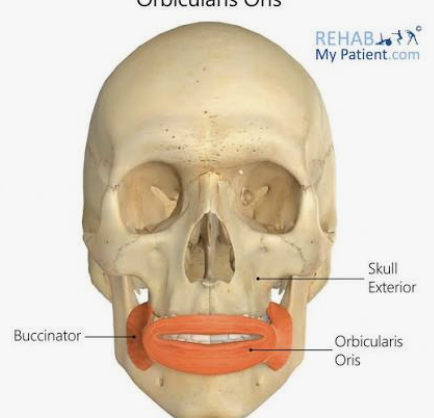 <p>Actions- Closes, purses, and protrudes lips</p><p>Functional Groups- </p><p>Synergists- Buccinator </p><p>Antagonists- None directly; muscles that open the mouth include digastric and mylohyoid</p>