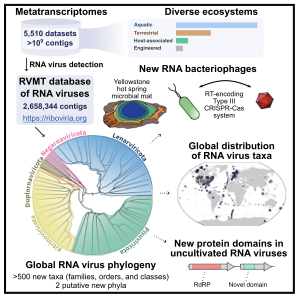 <p>There are<span style="color: red;"><strong> biases</strong></span> in<u> experimental procedures and computational analysis</u>:</p><ul><li><p><strong>Protocols optimized fo</strong>r the isolation and characterization of <strong>dsDNA phages</strong></p></li><li><p><strong>DNA sequencing is cheaper</strong> than RNA sequencing</p></li><li><p><strong>RNA phages have higher genetic diversity </strong>than DNA phages - harder to do?</p></li></ul><p></p>