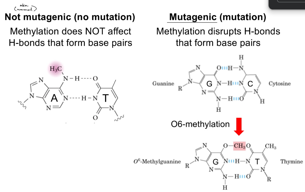 <p>yes b/c prevents it from being a H-bond acceptor</p><ul><li><p>instead, O6-methylguanine pairs with thymine (<strong><u>G<sup>6-me</sup>-T</u></strong>, instead of G-C)</p></li></ul><p>__</p><p>methylation is mutagenic if it occurs at a position that <u>disrupts hydrogen bonds b/w </u><strong><u>standard </u></strong><u>base pairs</u></p><p>__</p><p>methylation — <u>only </u>adds a methyl group</p><p>alkylation — can add <u>either </u>a methyl or ethyl group</p>