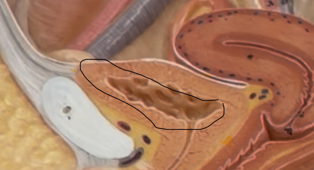 <p>mucosa lining</p>